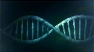 El ADN se mueve constantemente durante la interfase