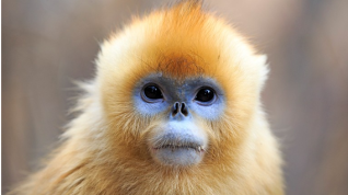 El mayor estudio jamás realizado sobre genomas de primates tiene sorpresas para la humanidad
