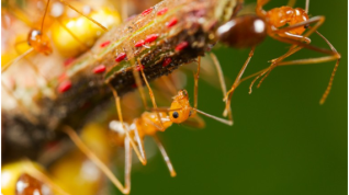 Los extraños genomas de las hormigas locas son una primicia biológica